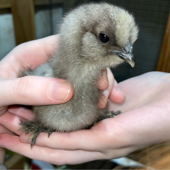 Meet your Posher, Olive - Picture 4 of 7